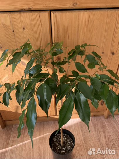 Фикус бенджамина