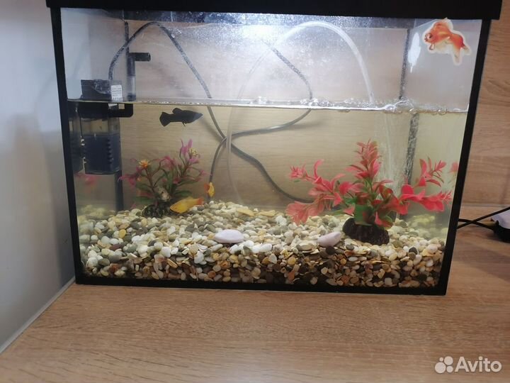 Аквариум с рыбками