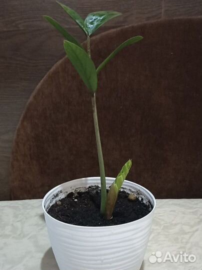 Замиокулькас с горшком