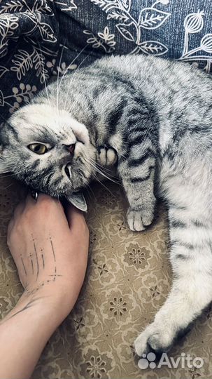 Шотландская кошка бесплатно (очередь)