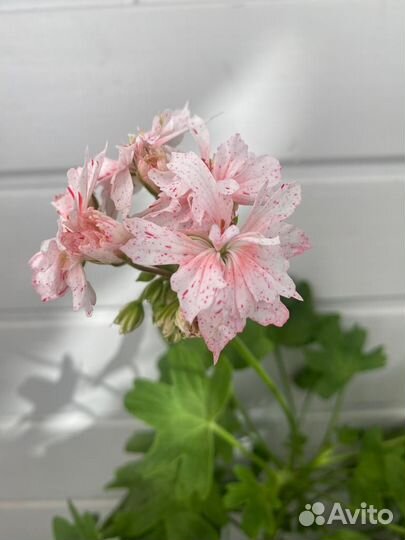 Бегония вечноцветущая махровая