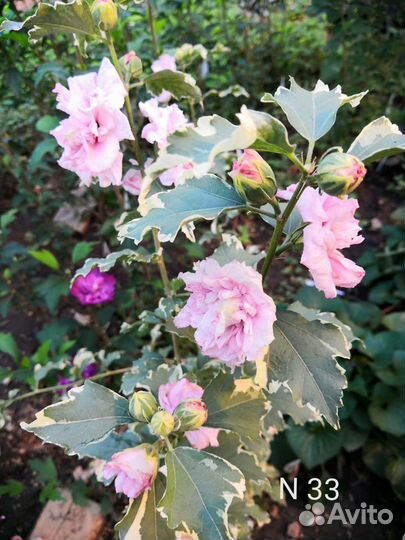 Гибискус Hibiscus syriacus Sugar Tip И Van Gogh