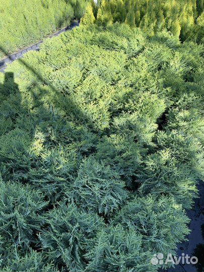 Хвойные растения