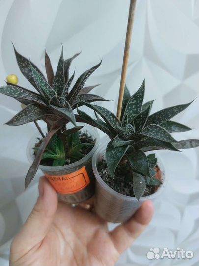 Кактусы и суккуленты