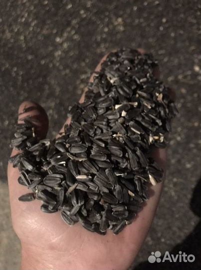 Семечки подсолнечника