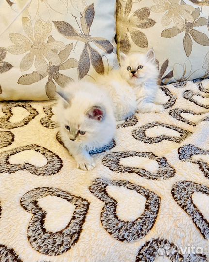 Котята блю тэбби Невские