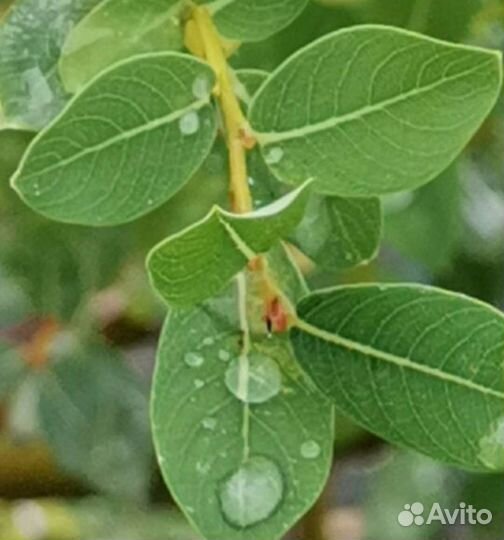 Ива черничная