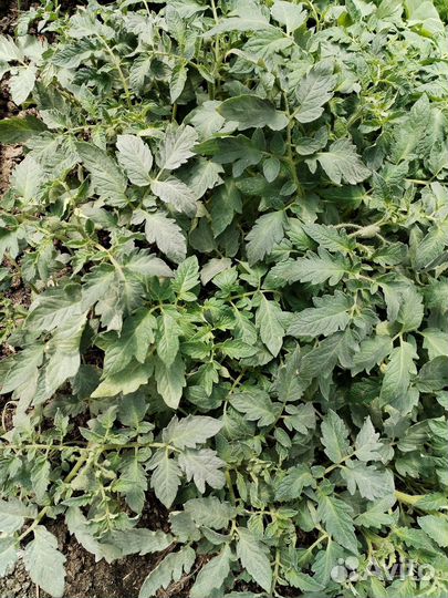 Рассада томатов