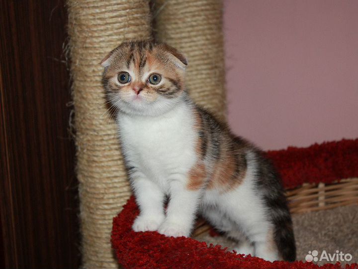 Вязка с вислоухим шотландцем