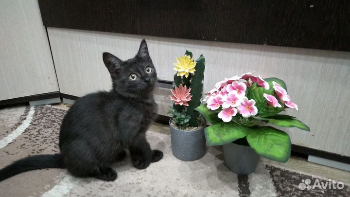 Счастливица Чернышка ищет любящую хозяйку