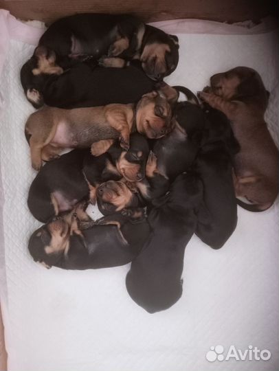 Такса щенки