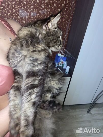 Кошки майкун