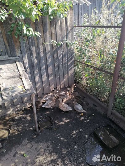 Подсадные утки