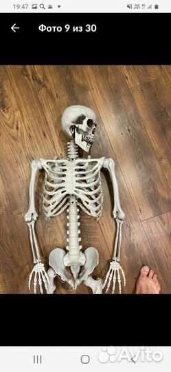 Модель скелета человека