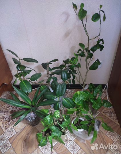 Цветы цена за всё