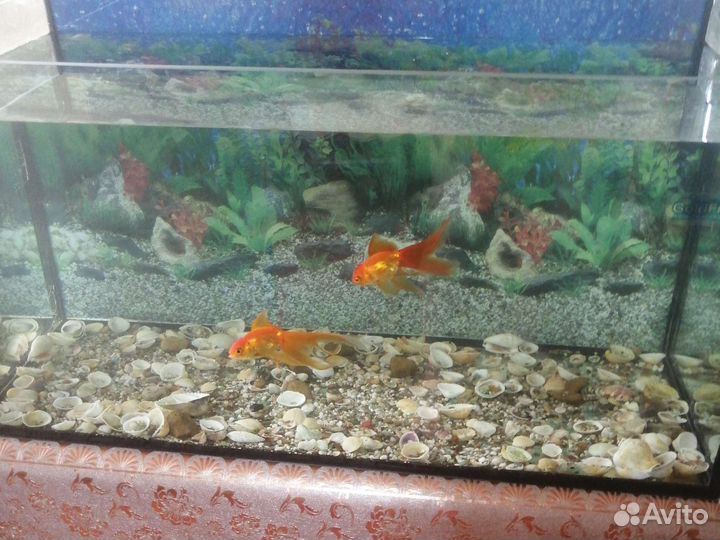 Аквариум