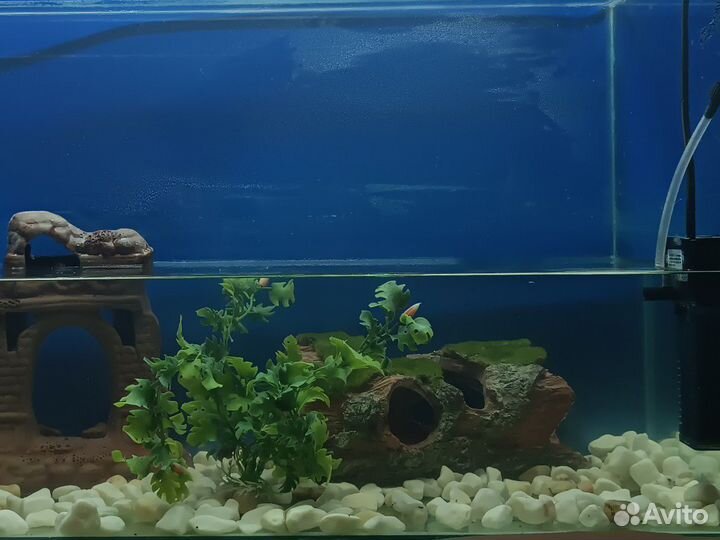 Всë для аквариума