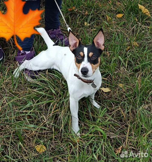 Вязка/случка Джек Рассел Терьер бесплатно