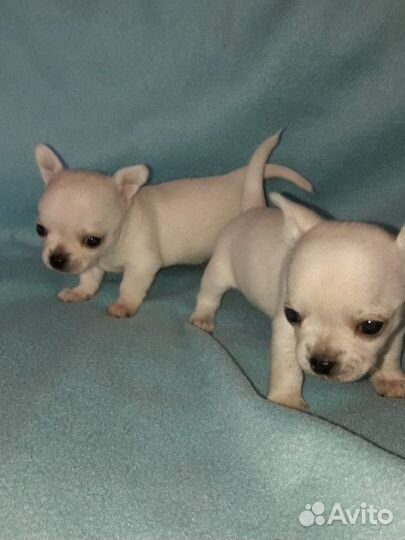 Щенки чихуахуа