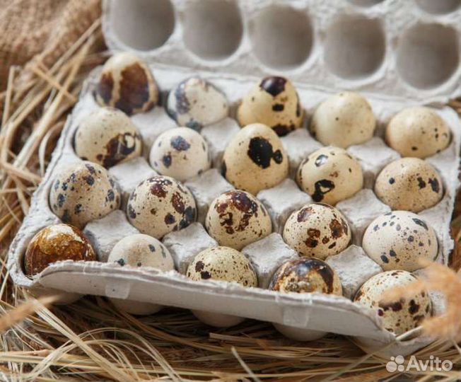 Яйцо перепелиное