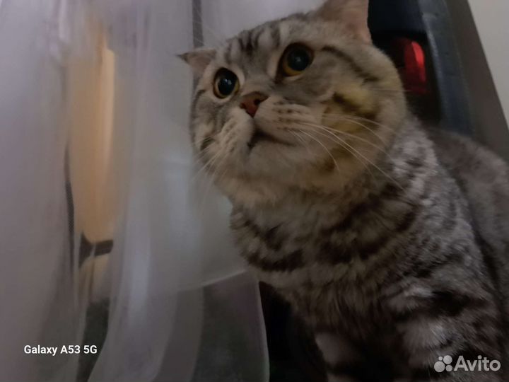 Шотландский всислоухий кот на вязку