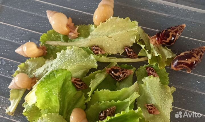 Чистокровные Улитки Лимиколярия Фламмеи/униколор