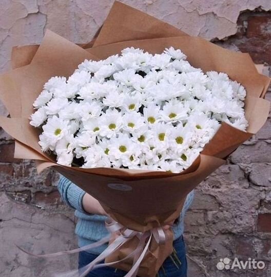 Хризантема