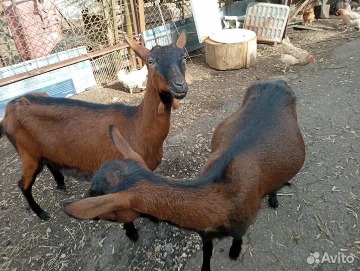 Коза чешская