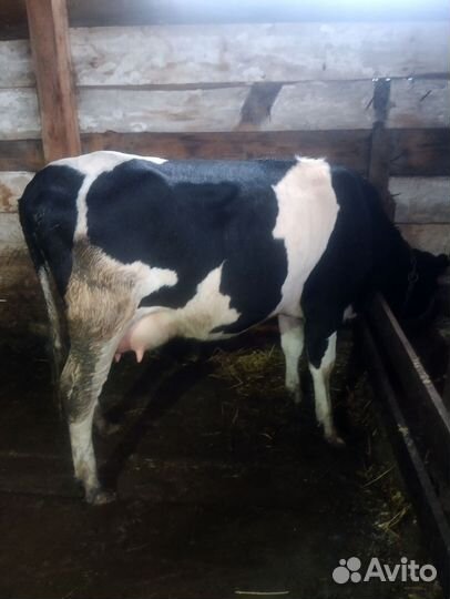 Корова дойная