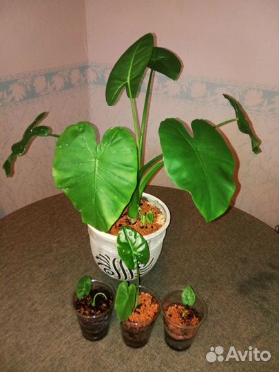 Алоказия Зебрина и Макрориза, Аспарагус Шпренгера