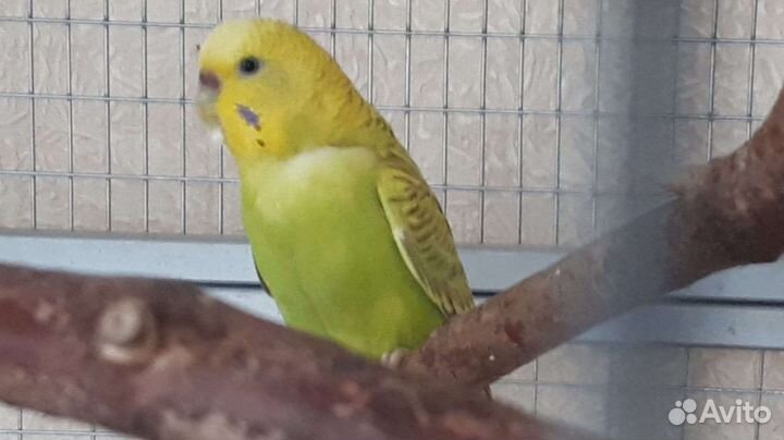 Волнистый попугай