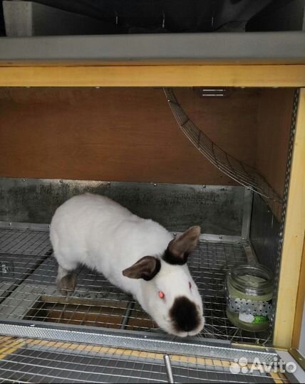 Клетка для кролика с маточником