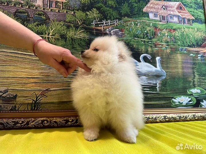 Мини девочки шпицы помы РКФ