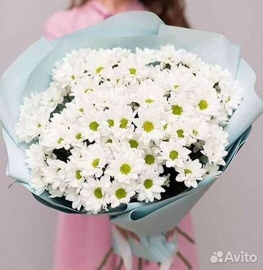 Хризантема