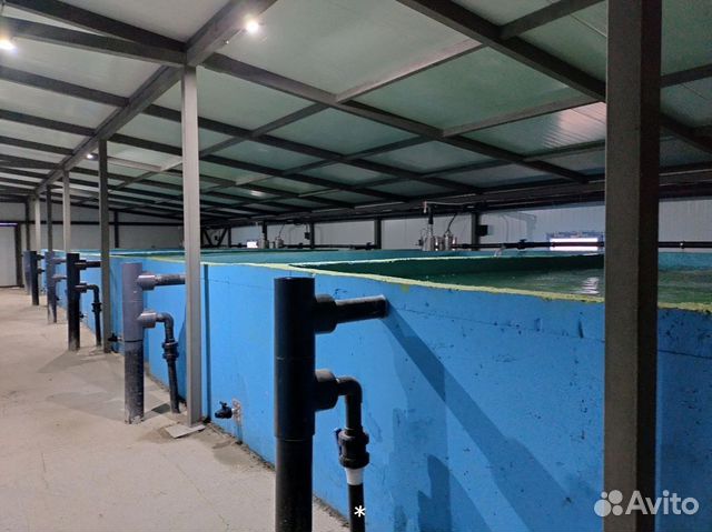 Рыбная ферма под ключ оборудование для узв купить в Сочи | Готовый ...