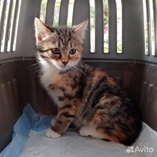 Котенок 2 месяца девочка