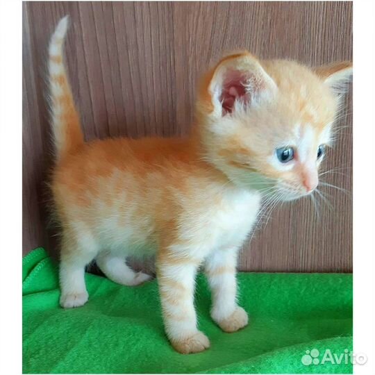 Котёнок девочка в дар