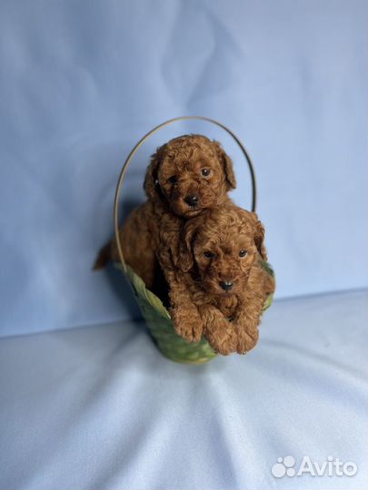 Щенки той пуделя