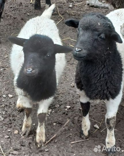 Овцы бараны ягнята дорпер