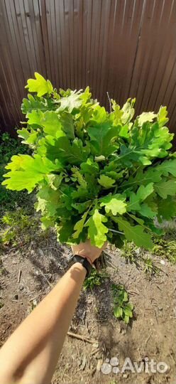 Веники для бани