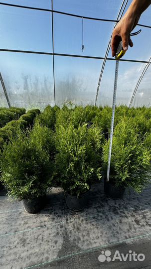 Туч смарагд 50+