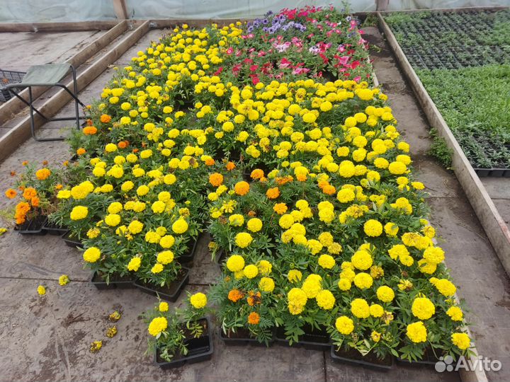 Продам рассаду однолетних цветов,для озеленения