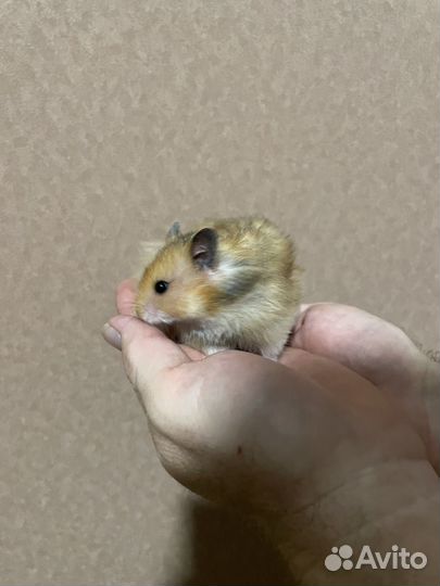 Сирийский хомяк