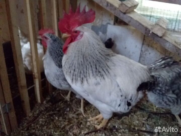 Куры, серебристый леггорн, кучинской юбилейной