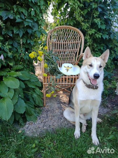 Собака в дар в добрые руки