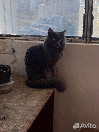 Кот в добрые руки бесплатно