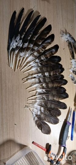 Перья птицы