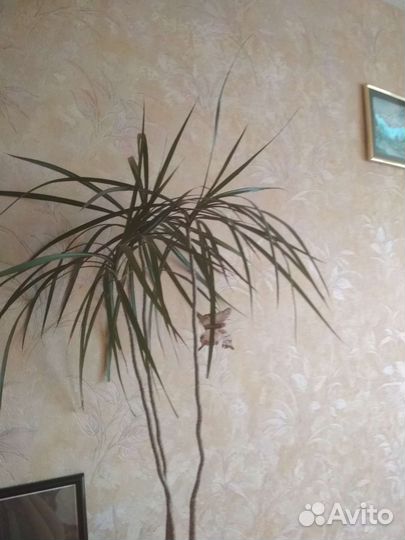 Пальма драцена