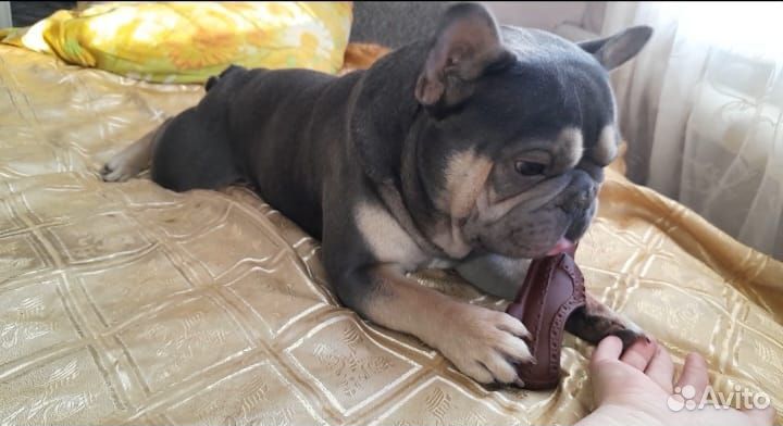 Мраморная девочка. Мерль