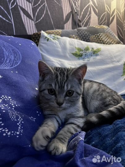 Шотландский котенок